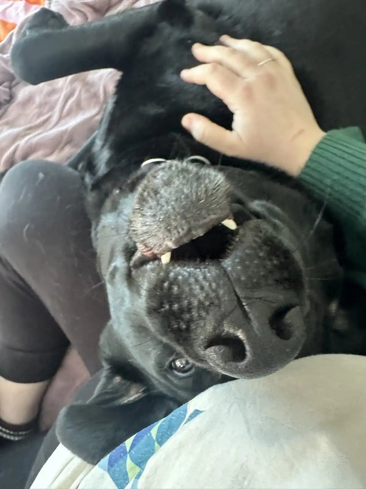 A black dog lies on its back on a bed, looking up with its mouth slightly open, revealing its teeth, while a person's hand…
