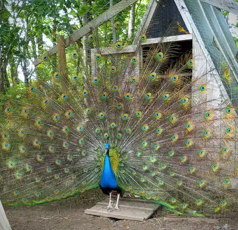 A male peacock stands on a wooden platform in an outdoor enclosure, displaying its fully fanned tail feathers which are…