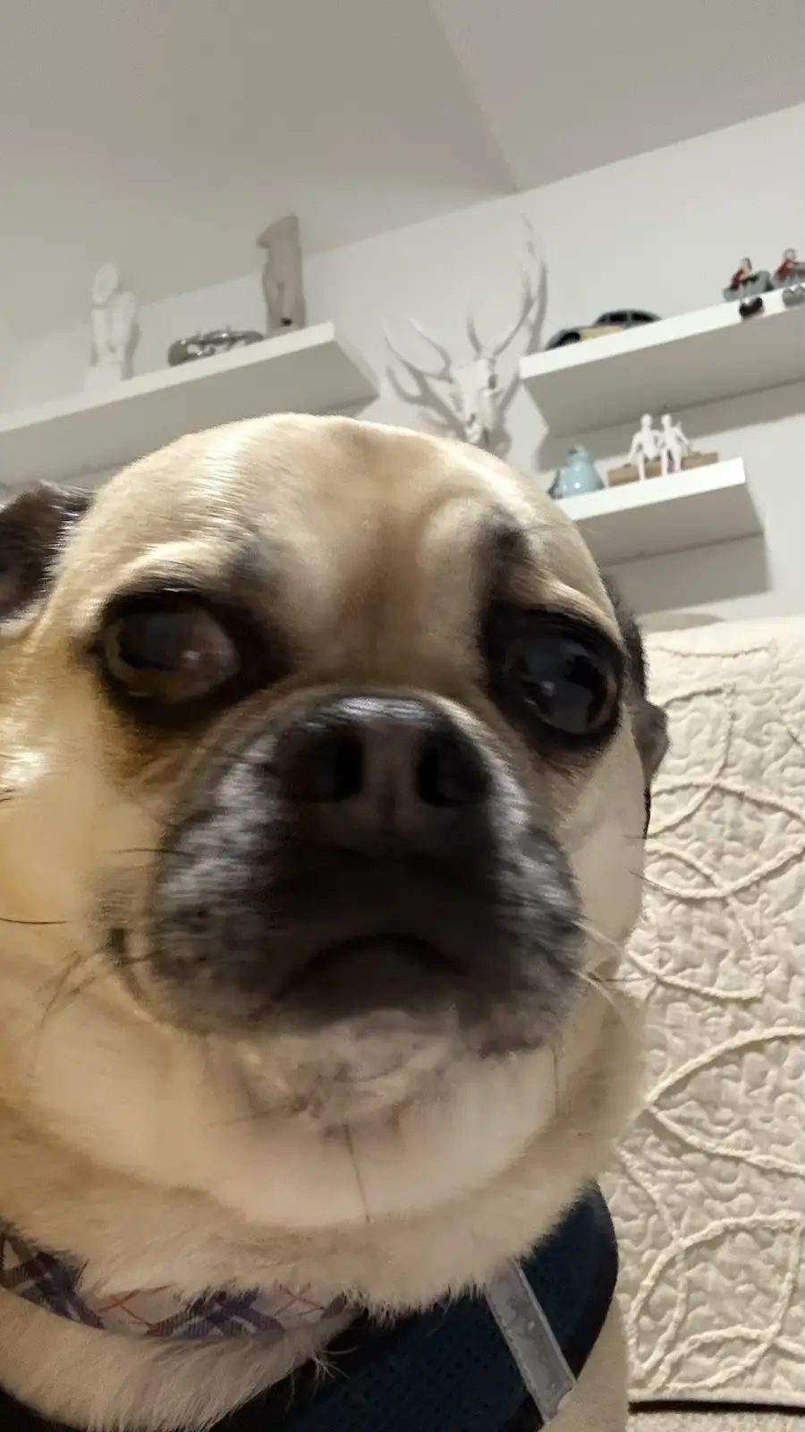 A close-up photo of a tan and black chihuahua with large, soulful eyes looking directly at the camera, wearing a harness and…