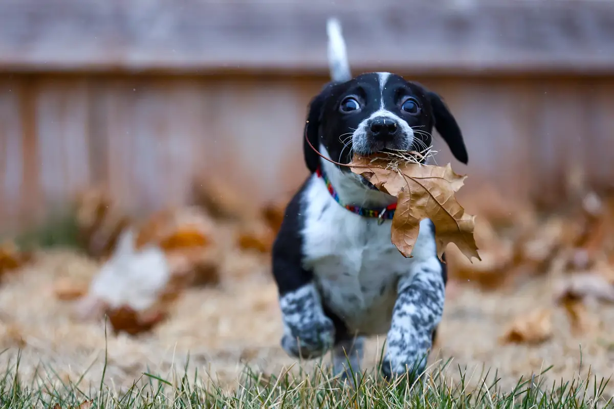 A black and white puppy with a colorful collar runs toward the camera, mouth open and holding a large brown leaf. The…