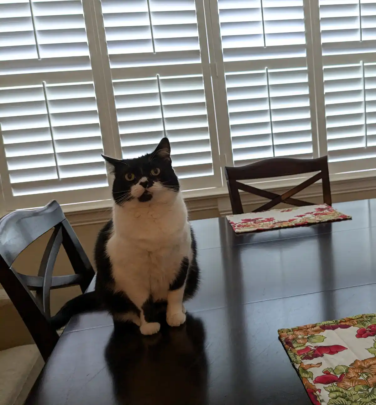 A black-and-white cat sits upright on a dark wooden dining table, looking directly at the camera with wide, expressive eyes…