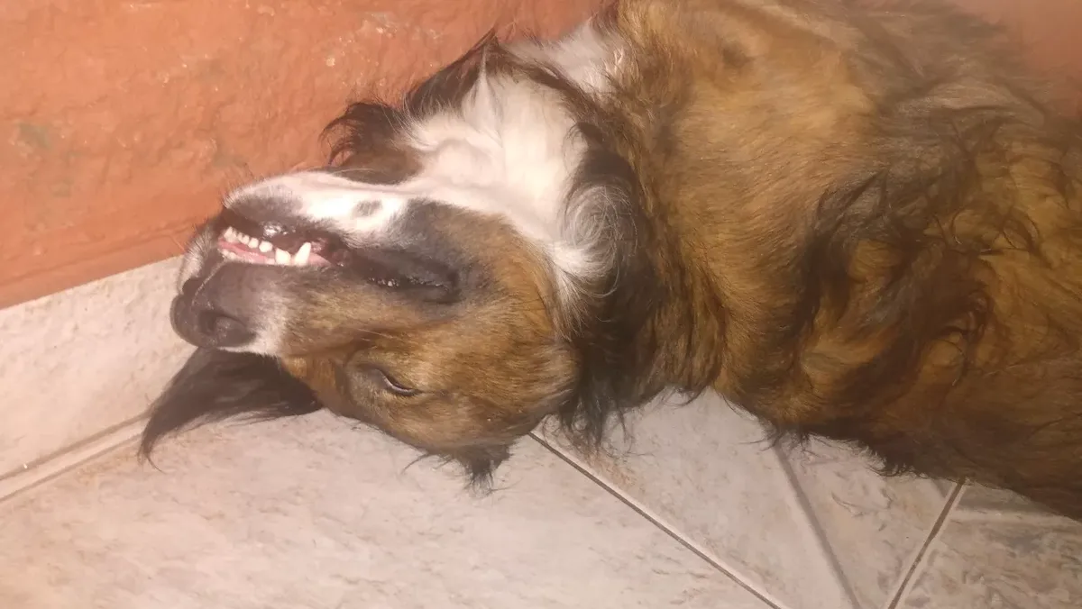 a brown and white dog is lying on its side on a tiled floor, head tilted back with mouth open showing teeth, appearing to be…