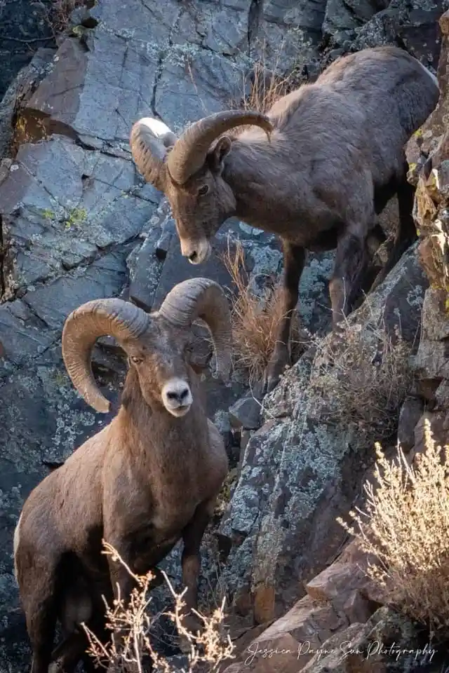 Two bighorn sheep stand on a rocky cliffside, one looking directly at the camera while the other looks down. The image has…
