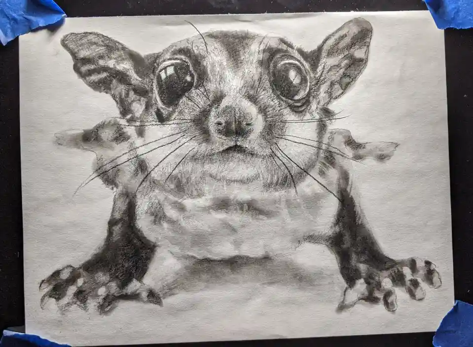 A detailed pencil drawing of a small, furry animal with large, round eyes, prominent ears, and whiskers, rendered in…