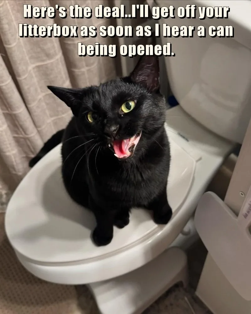 A black cat with bright green eyes sits on a white toilet lid, mouth open in an expressive, almost human-like deal-making…