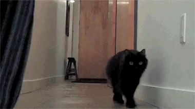 A black cat walks down a hallway, stops, and stares intently at a person holding a pink balloon. The cat's expression shifts…
