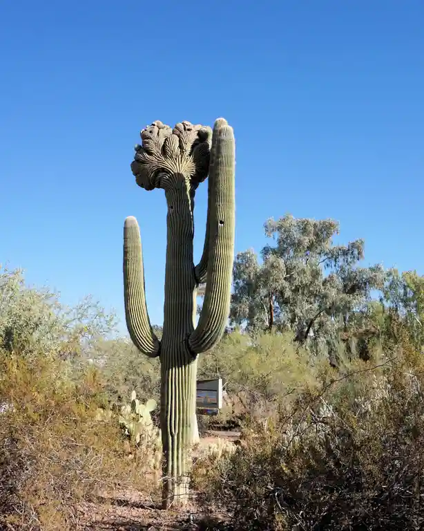 A tall, multi-armed saguaro cactus stands prominently against a clear blue sky, its top appearing bushy and textured. The…