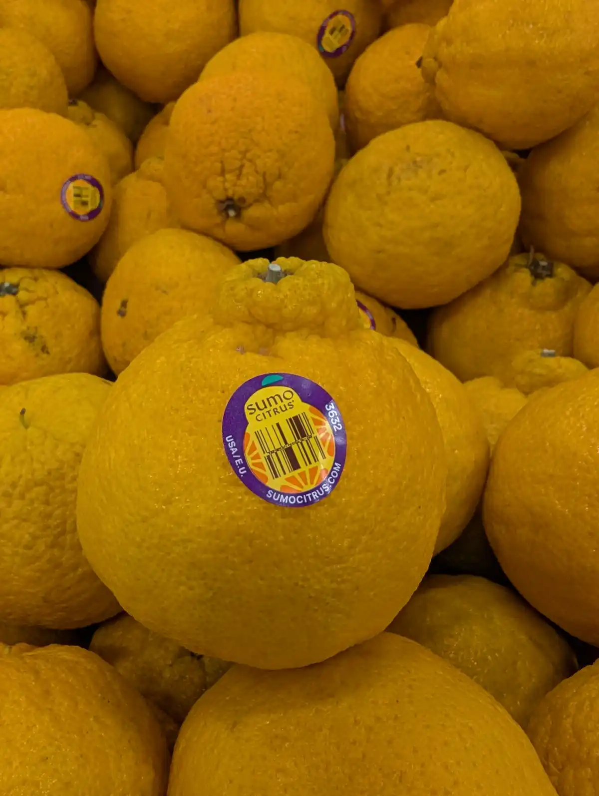 A close-up photo shows a large, unusually round, yellow citrus fruit, likely a 'Sumo Citrus' as labeled on its sticker…