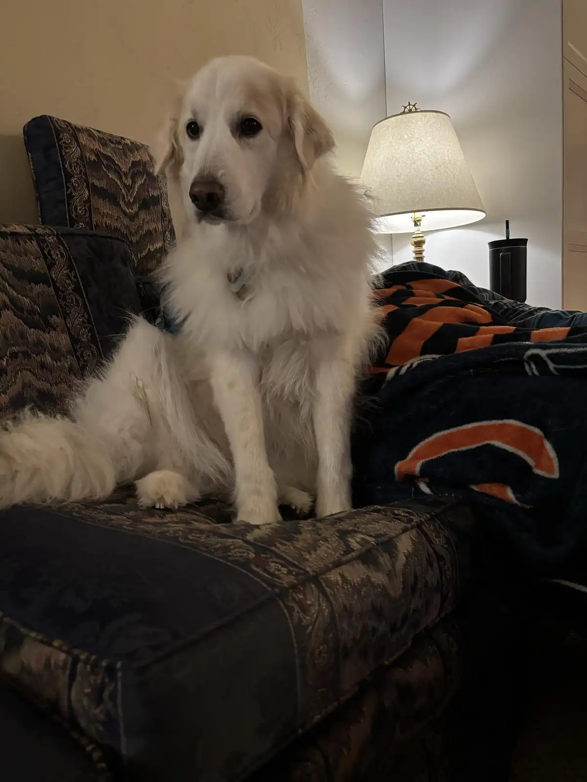A fluffy white dog sits upright on a dark patterned couch, looking directly at the camera with a calm, slightly weary…