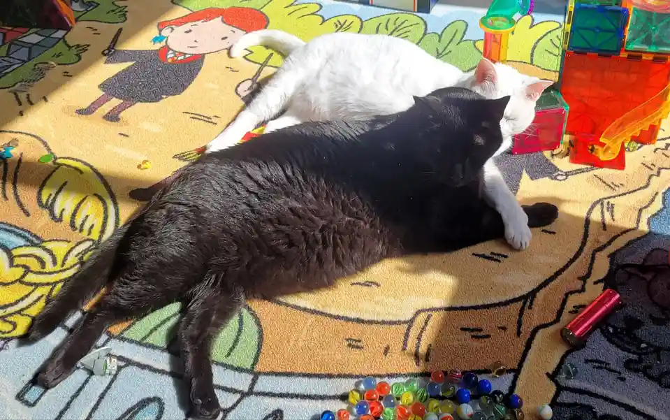 Two cats, one black and one white, are lying together on a colorful rug with cartoon characters and scattered toys. The…