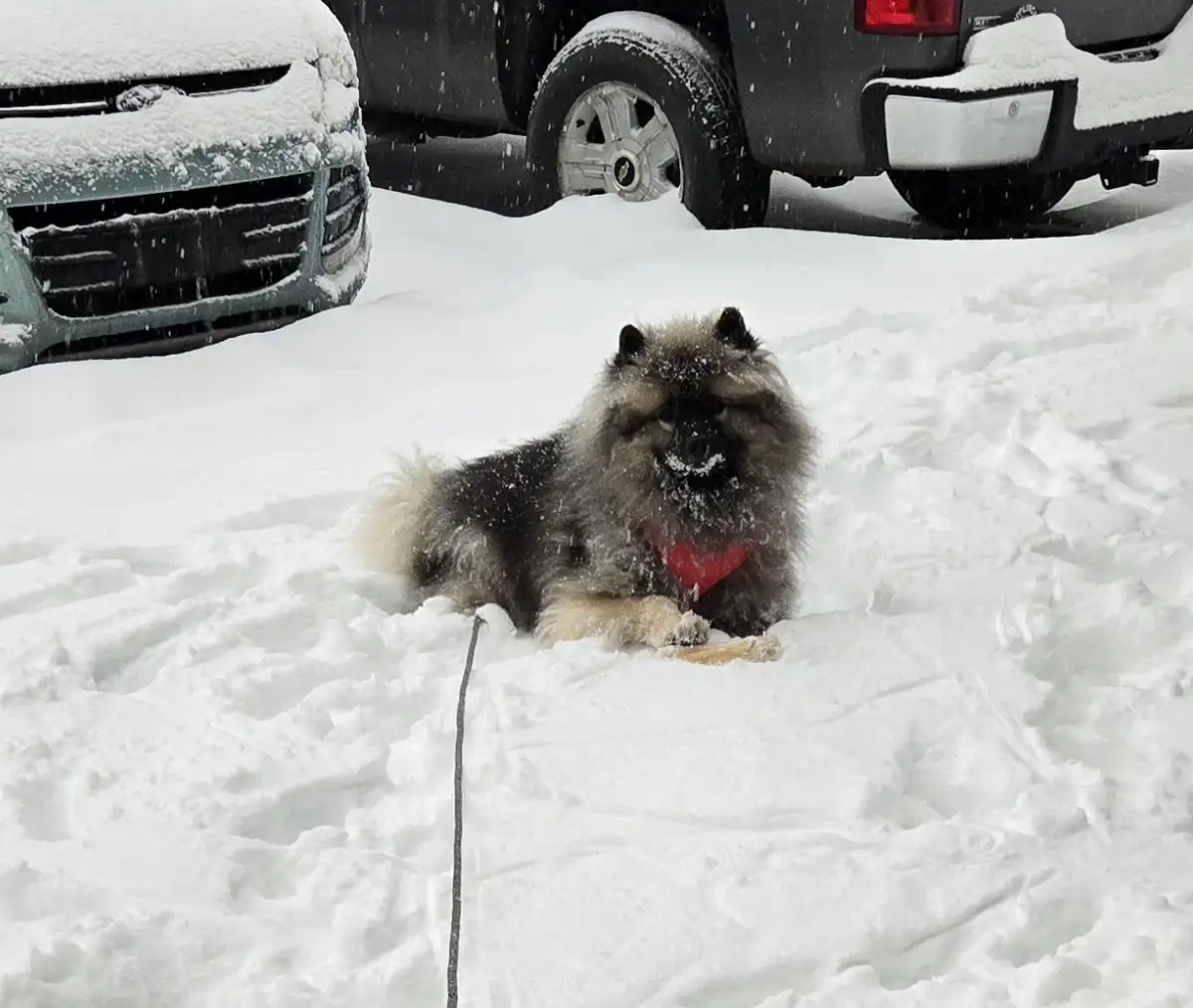 A fluffy, long-haired dog with a red harness sits in deep snow, snowflakes falling around it, with two snow-covered cars in…