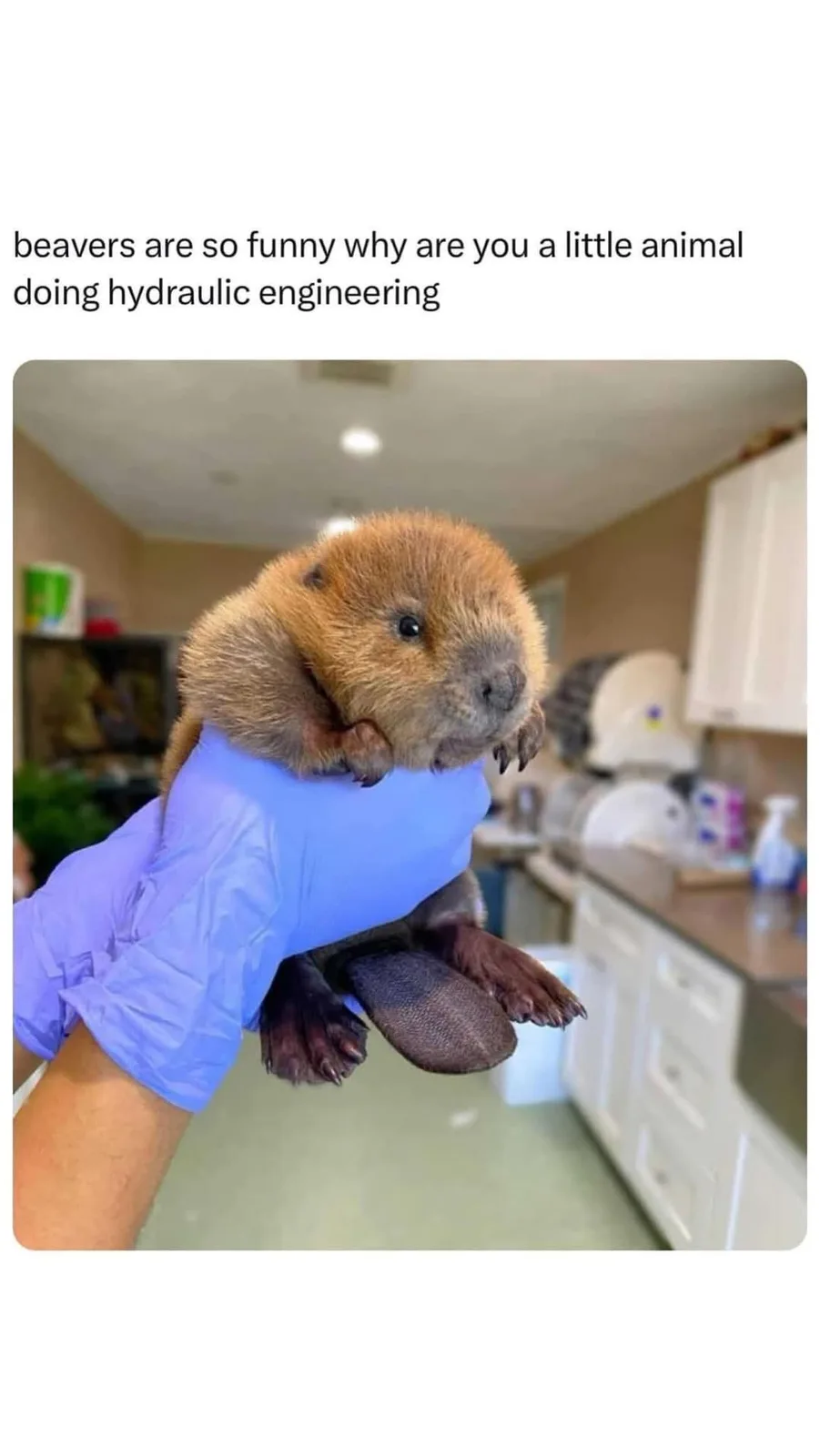 A small, fluffy baby beaver with dark paws and a brownish coat is being held gently in a person's hand wearing a blue…