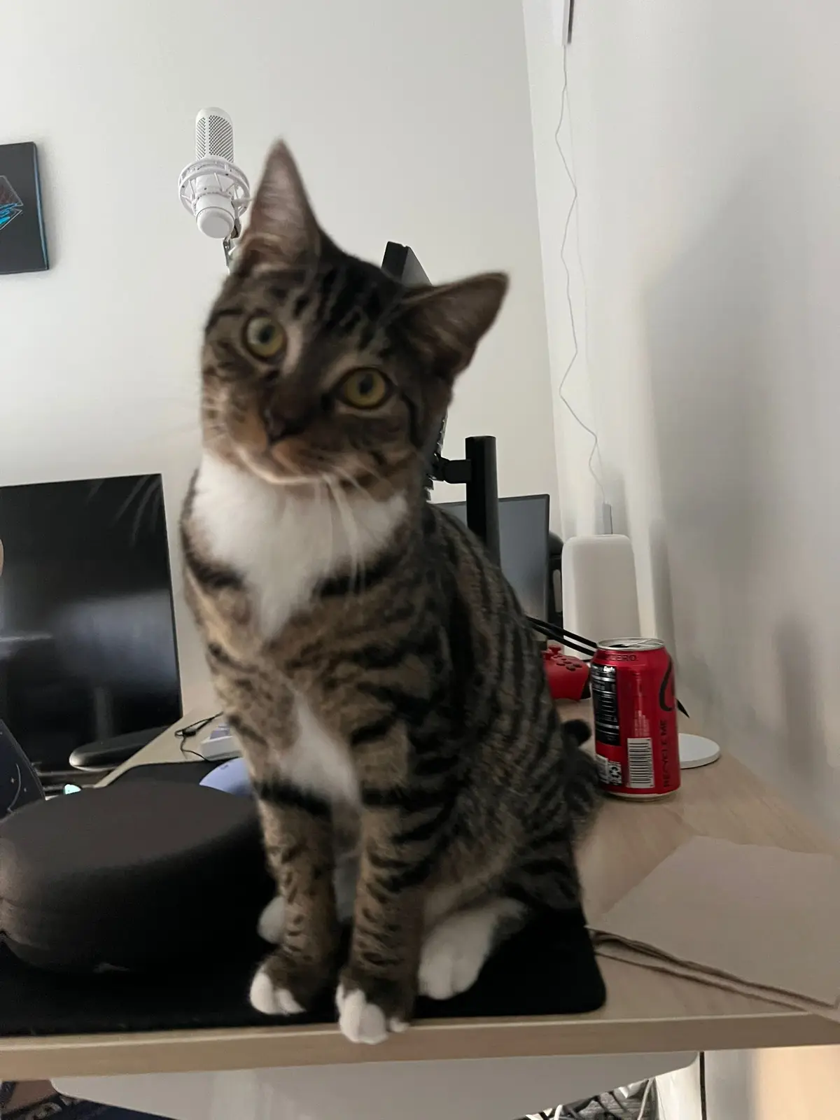 A tabby cat with white paws and chest sits upright on a desk, looking directly at the camera with wide, alert eyes. Behind…