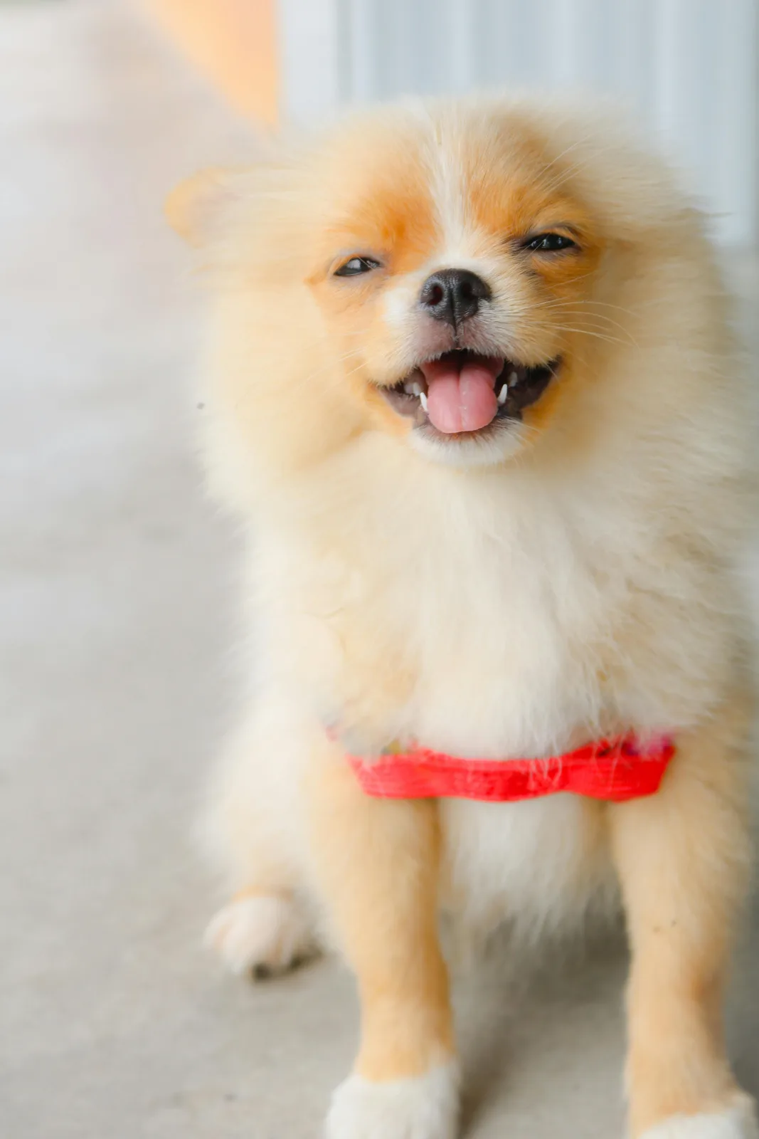A fluffy, light orange and white Pomeranian dog with a wide, toothy grin and tongue out, wearing a red harness, looks…