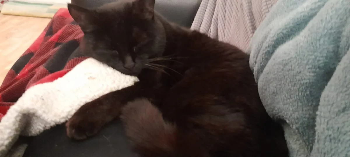 A black cat is curled up and sleeping on a couch, nestled among blankets including a red plaid one and a light blue textured…