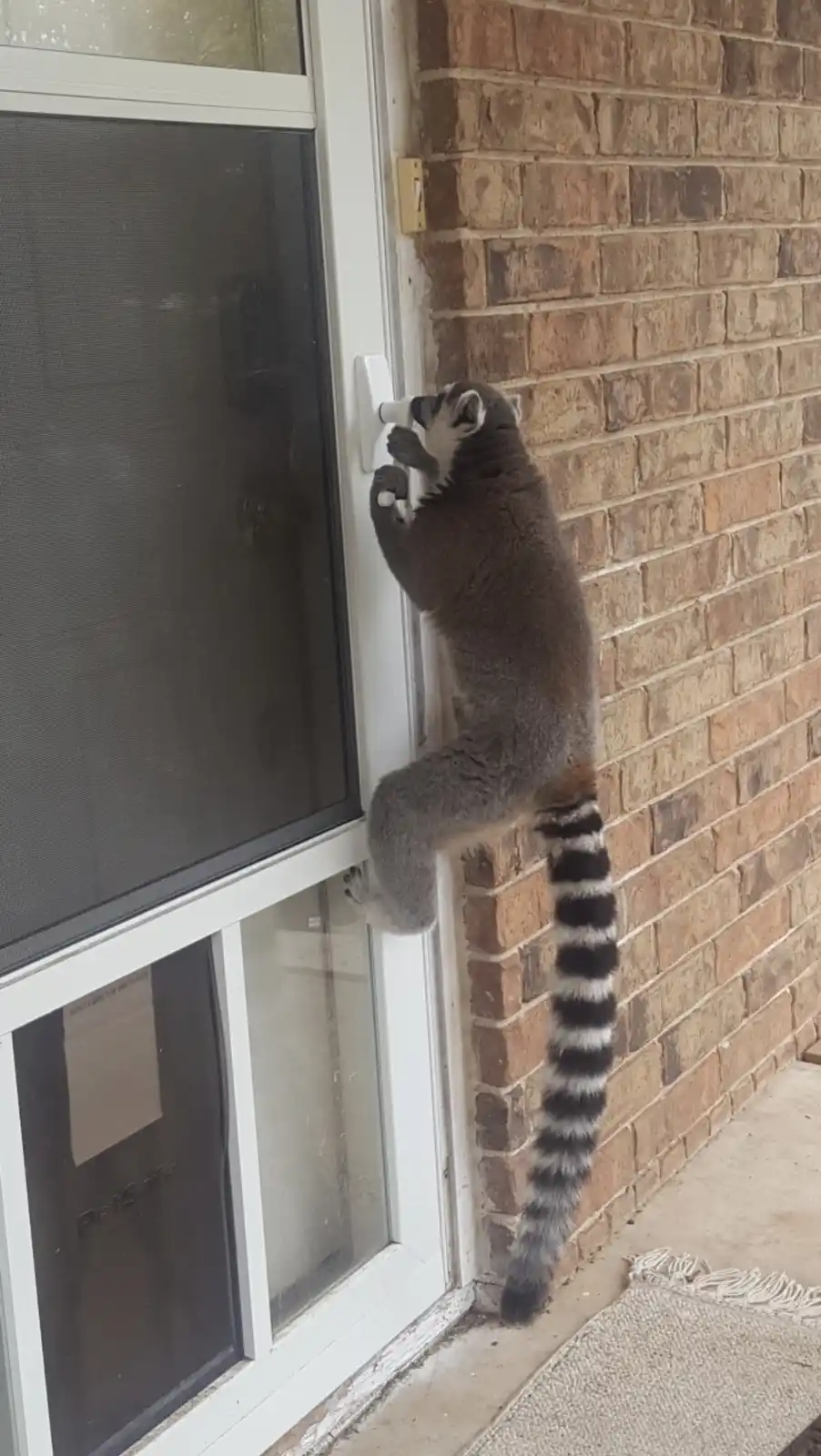 A ring-tailed lemur is clinging to the frame of a white screen door, pressing its face against the glass and appearing to…