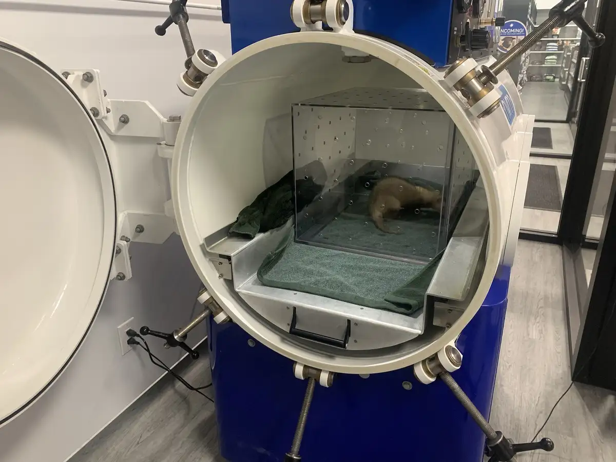 A small ferret is inside a transparent enclosure placed within a large, open, blue and white industrial vacuum chamber. The…