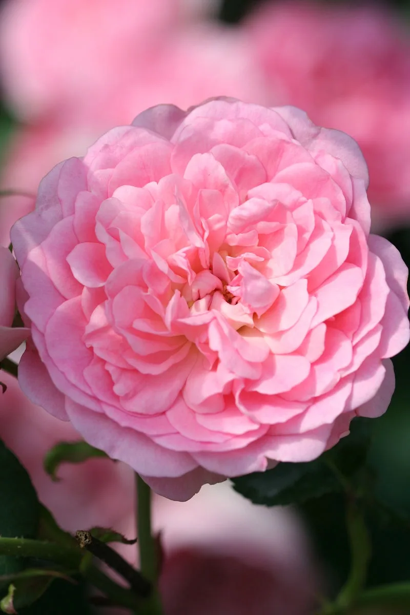 A close-up photograph of a fully bloomed, light pink rose with many delicate petals, set against a blurred background of…