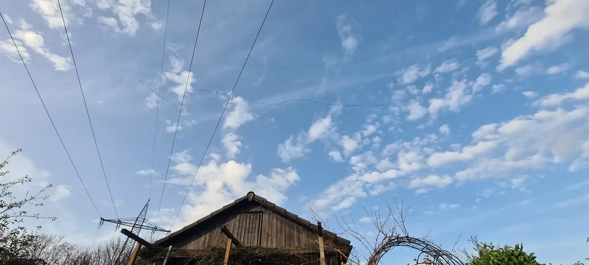 A low-angle photo shows a wooden barn roof, bare branches, and power lines against a blue sky with scattered white clouds…