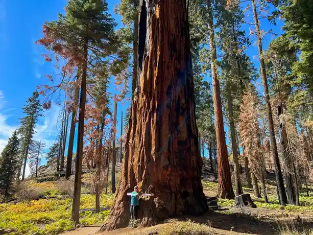 A person stands with arms outstretched at the base of a massive, charred giant sequoia tree in a forest, dwarfed by its…