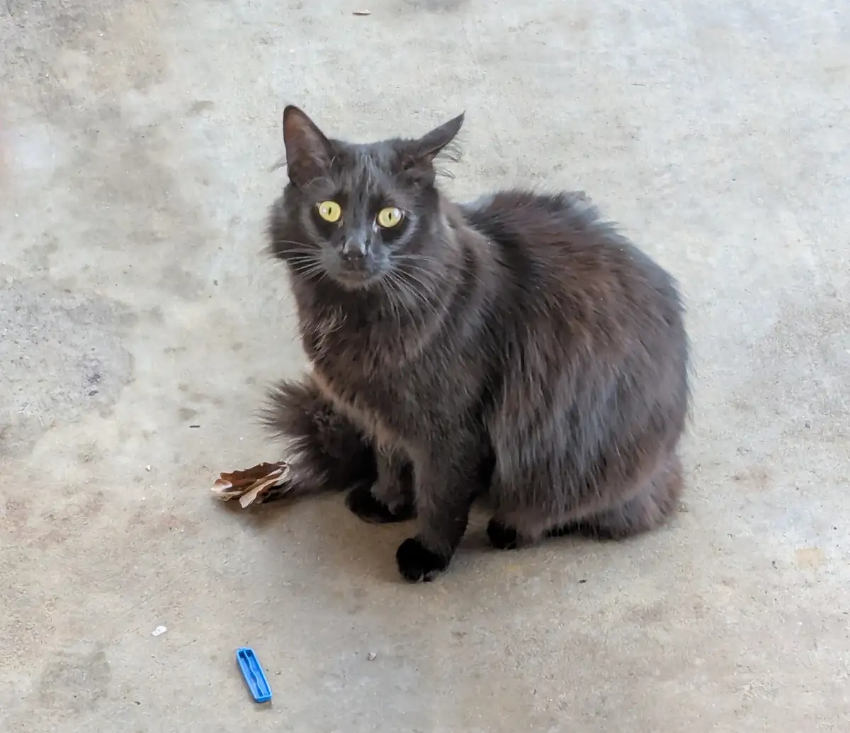 A fluffy black cat with bright yellow eyes sits on a concrete surface, looking directly at the camera with a serious…