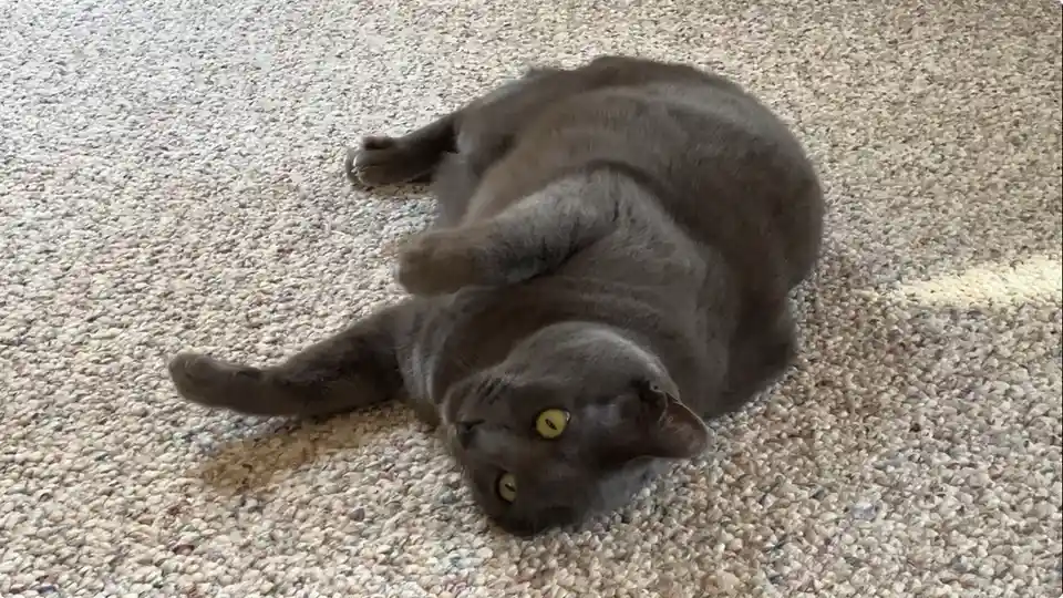 A gray cat lies on its back on a beige carpet, legs splayed, looking up with wide yellow eyes. The overlaid text reads 'i'm…