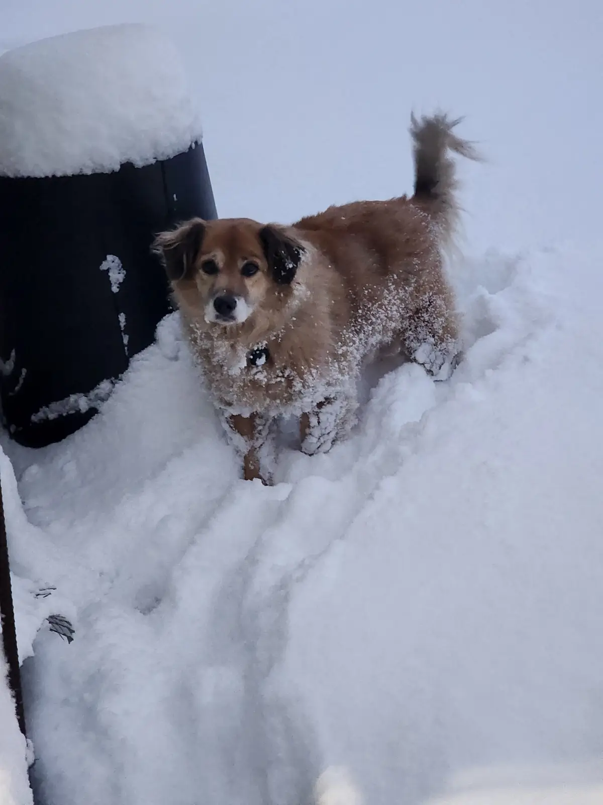 A brown dog with black ears and a white muzzle stands in deep snow, its fur and face covered in snowflakes, looking directly…