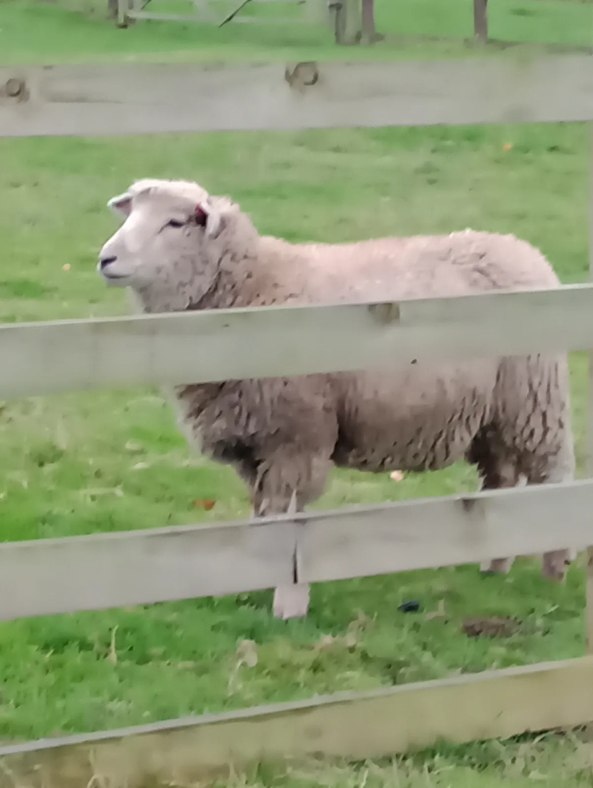 Exploring Hainault Forest Farm in Essex