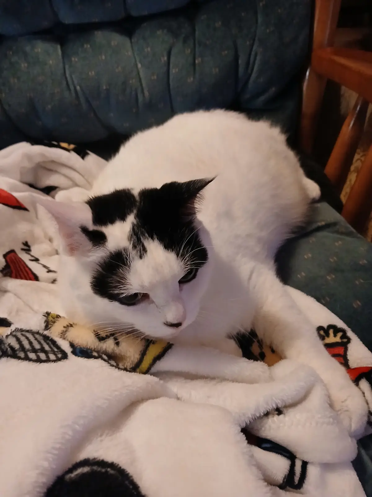 A white cat with black markings on its head and ears is curled up on a patterned blanket resting on a blue upholstered…