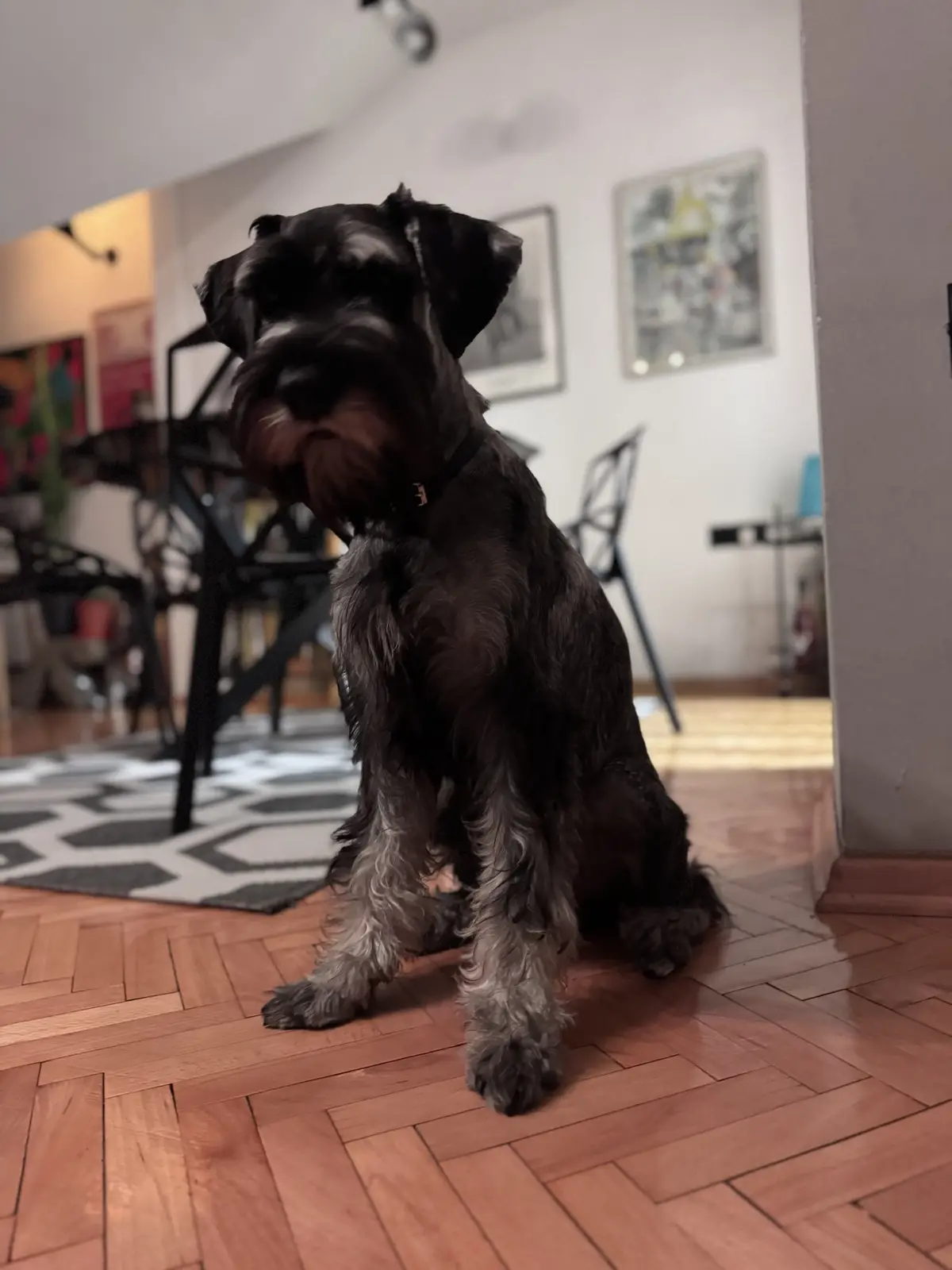 A black schnauzer sits on a wooden floor in a home, looking directly at the camera with a serious expression. The dog has a…