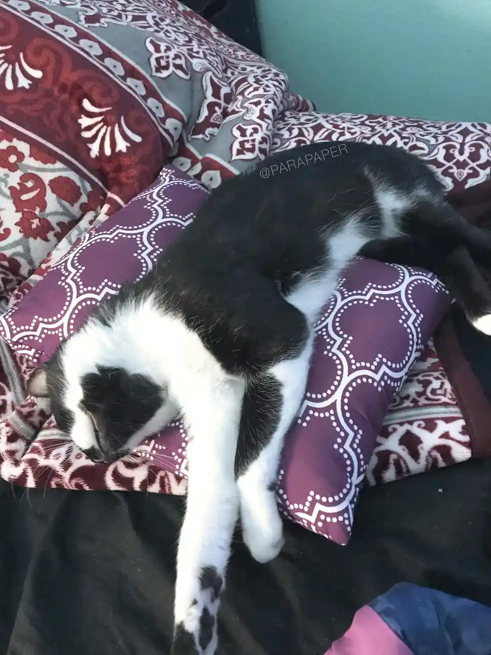 A black and white cat is sleeping soundly on a purple patterned pillow, its body curled and limbs relaxed, surrounded by red…