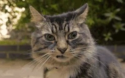 A close-up photo of a fluffy, tabby cat with wide, intense green eyes staring directly at the camera, its mouth slightly…