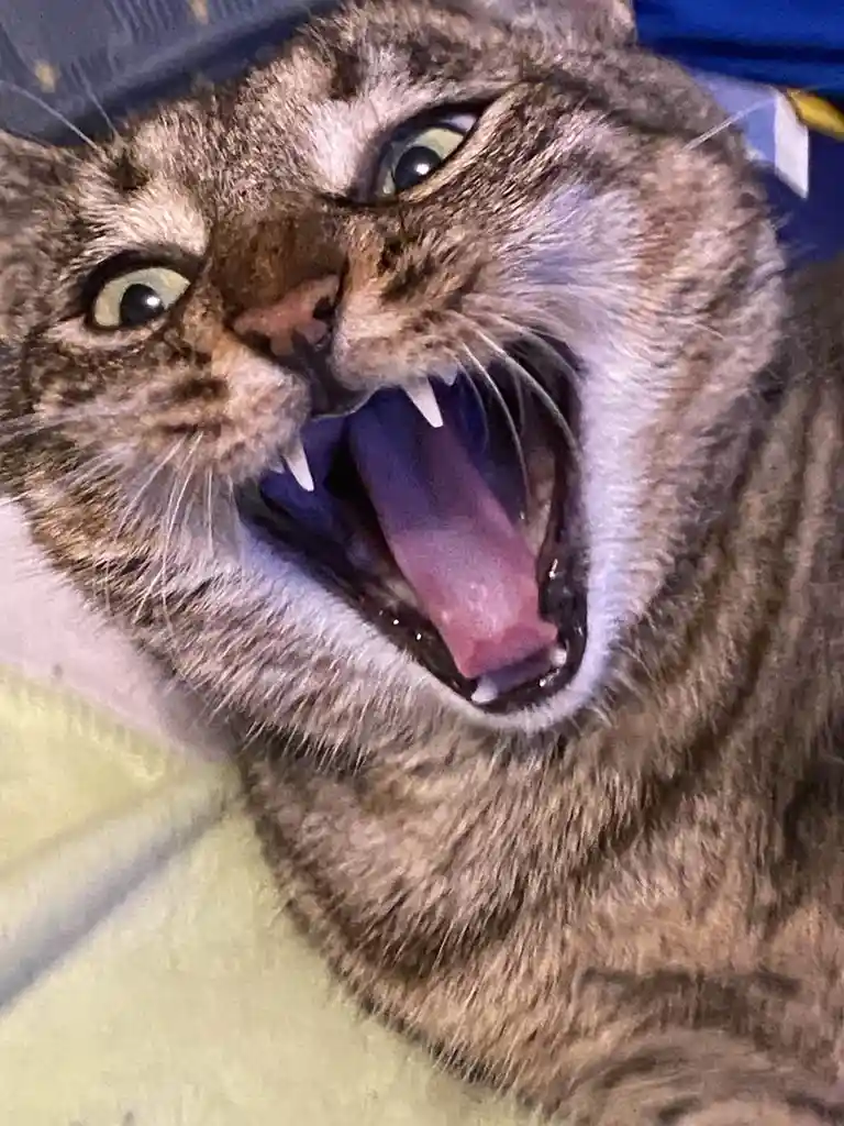 Adorable feline moments