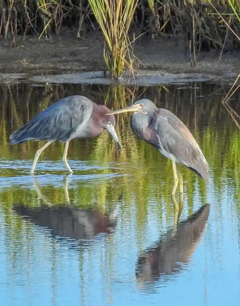 Two tricolored herons stand in shallow water, facing each other with beaks slightly touching, creating a humorous illusion…