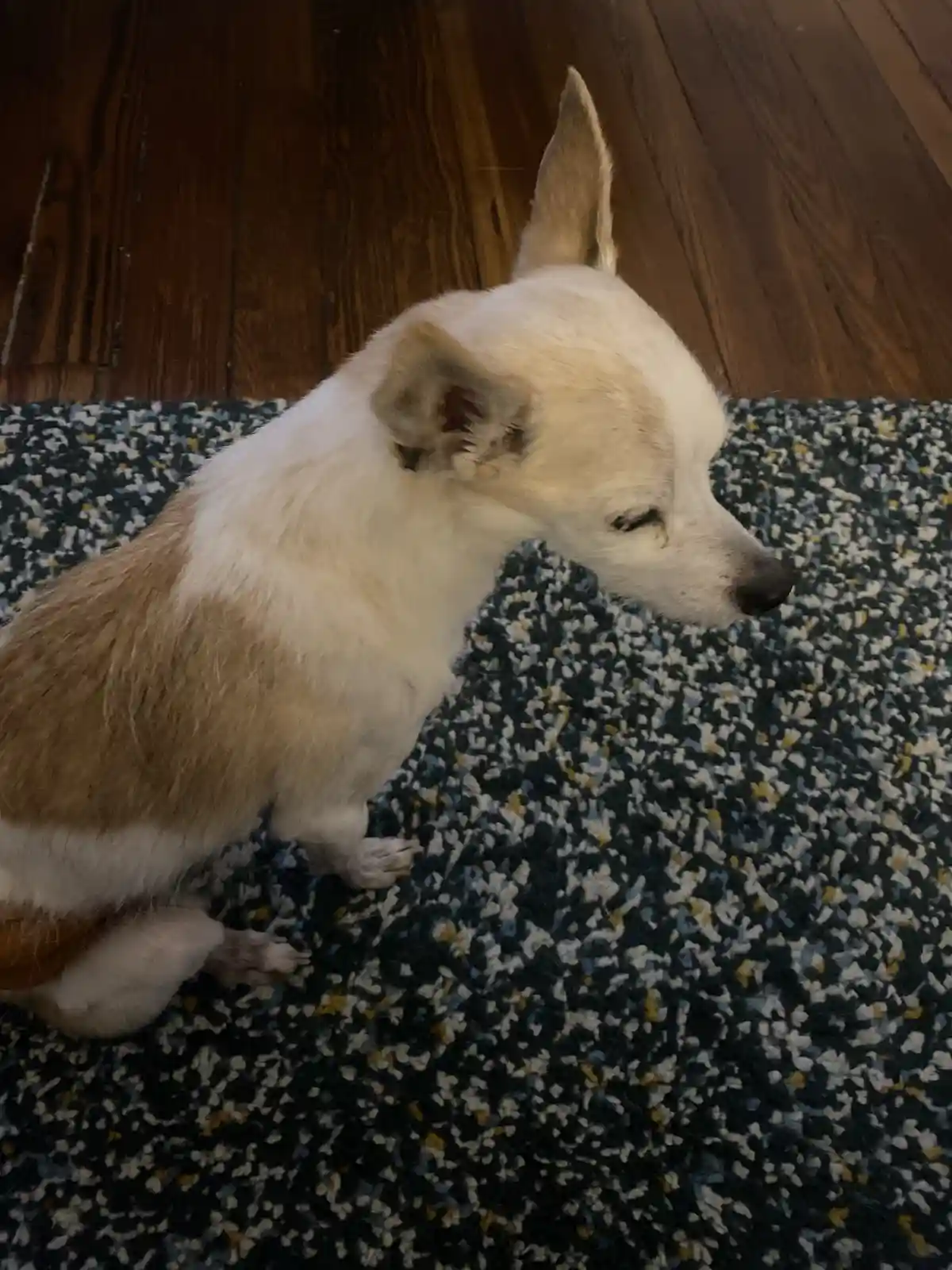 A small, light-colored dog with one ear perked and one drooping sits on a speckled rug, looking sideways with one eye…
