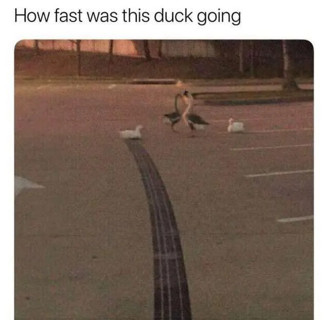 A blurry photo shows a duck in the middle of a parking lot with motion blur lines trailing behind it, suggesting rapid…