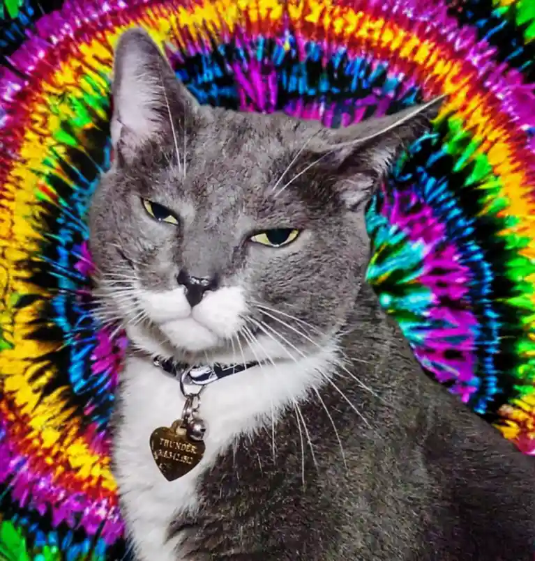 A gray cat with a white chest and a heart-shaped ID tag reading 'THUNDER' stares with a bored expression against a vibrant…