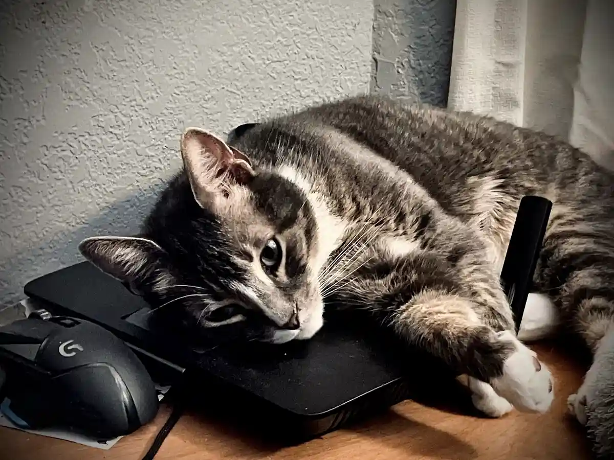 A gray and white tabby cat is curled up and sleeping on top of a black wireless router, with a Logitech mouse resting nearby…