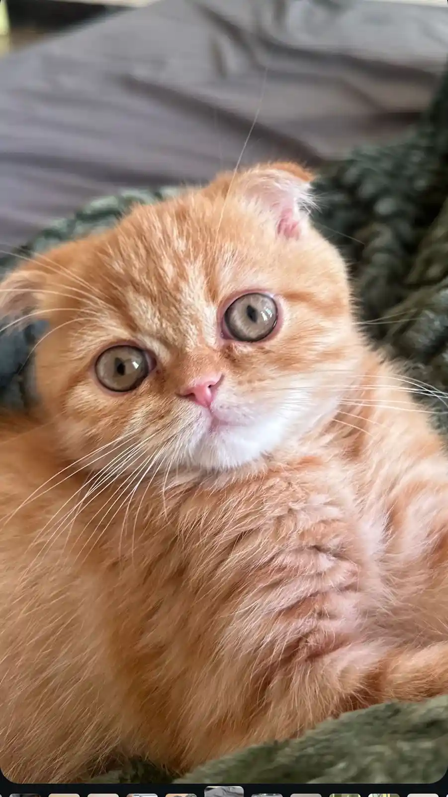A close-up photo of a fluffy orange Scottish Fold cat with large, round eyes and folded ears, looking directly at the camera…