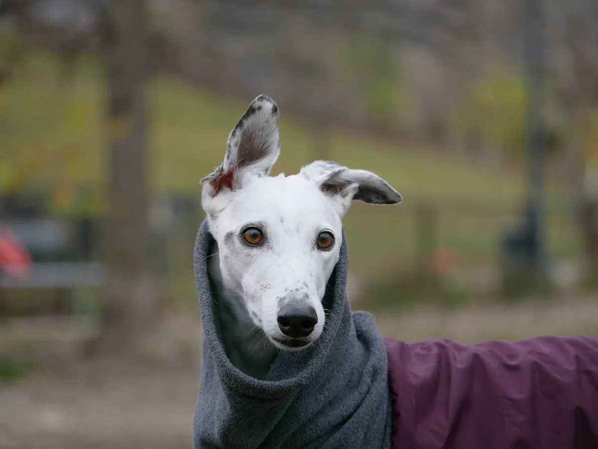 A white greyhound with speckled ears and brown eyes stares directly at the camera, wrapped in a grey fleece blanket draped…