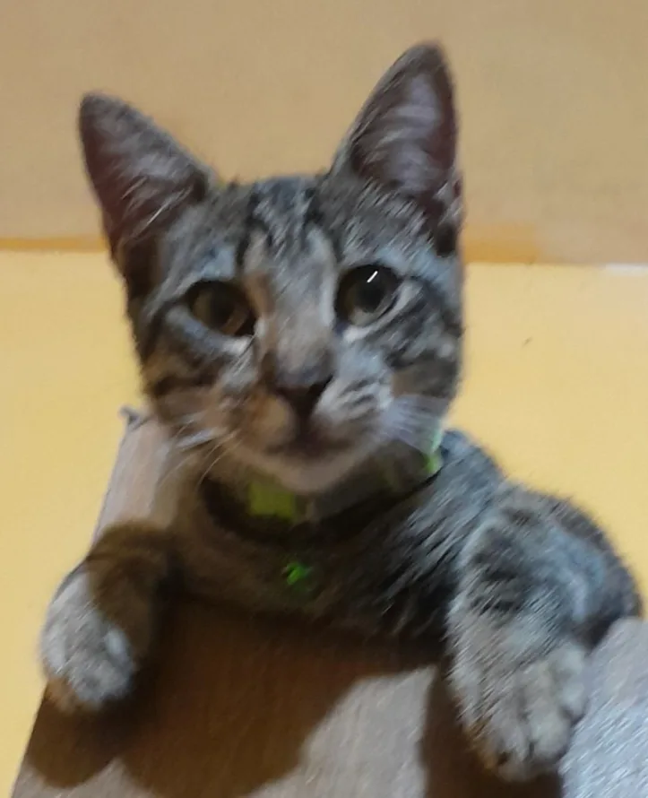A tabby cat with green collar sits upright in a cardboard box, looking directly at the camera with wide eyes and paws…