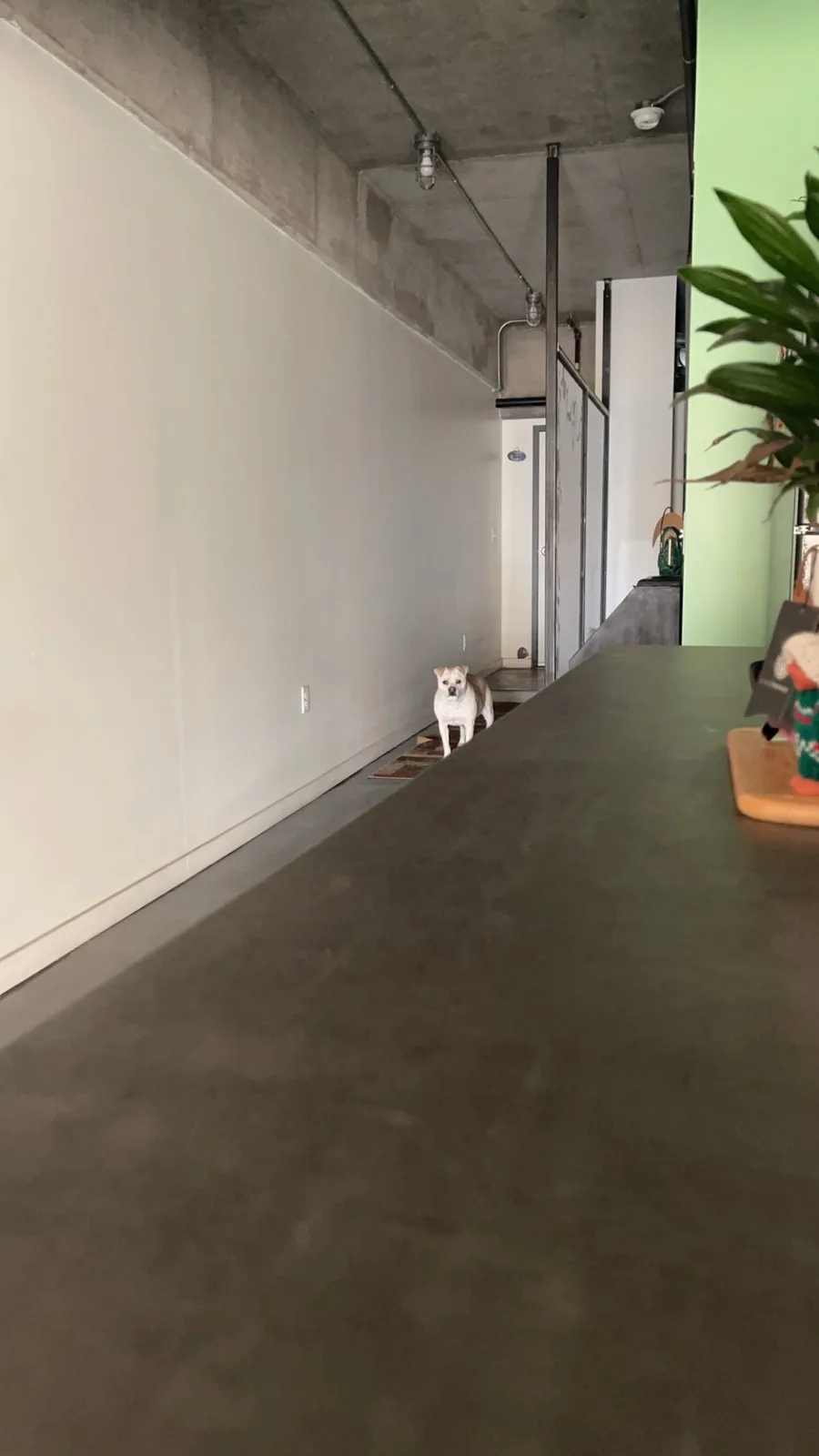 A small white and tan dog stands in a narrow hallway with concrete walls and ceiling, looking directly at the camera. In the…