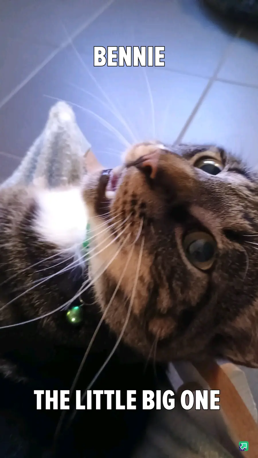 A close-up, low-angle shot of a tabby cat with wide, startled eyes looking up, its mouth slightly open showing teeth, and…