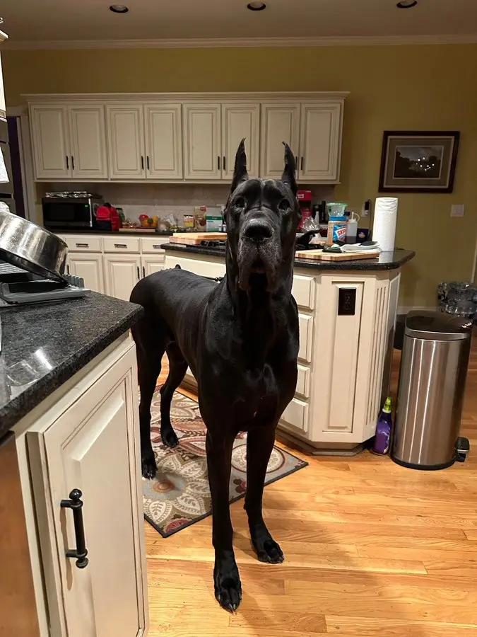 A large black Great Dane stands in a kitchen, looking directly at the camera with an intense, slightly confused expression…