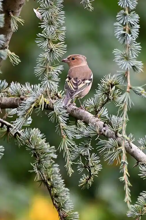 A small brown bird with black and yellow wing markings perches on a branch of a coniferous tree with needle-like foliage…