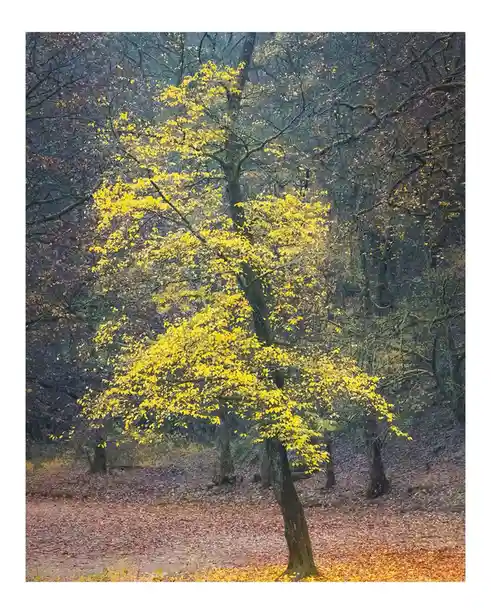 A solitary tree in an autumn forest stands out with vibrant yellow leaves, contrasting with surrounding bare branches and…