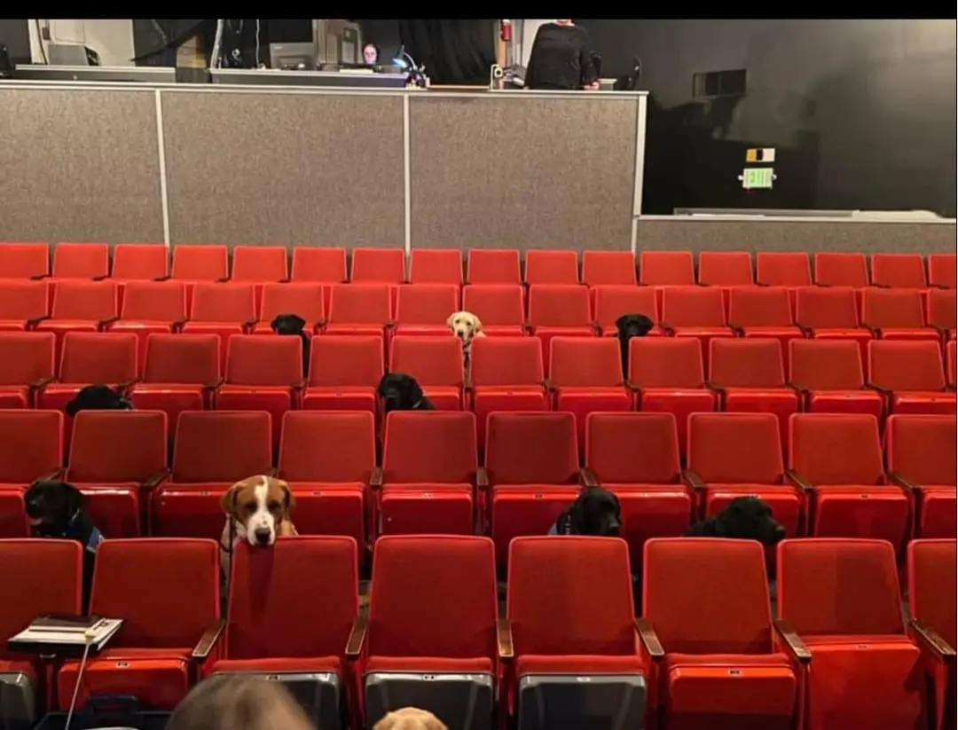 Several dogs are seated in rows of red theater seats, looking forward. One dog in the front row, a brown and white hound…