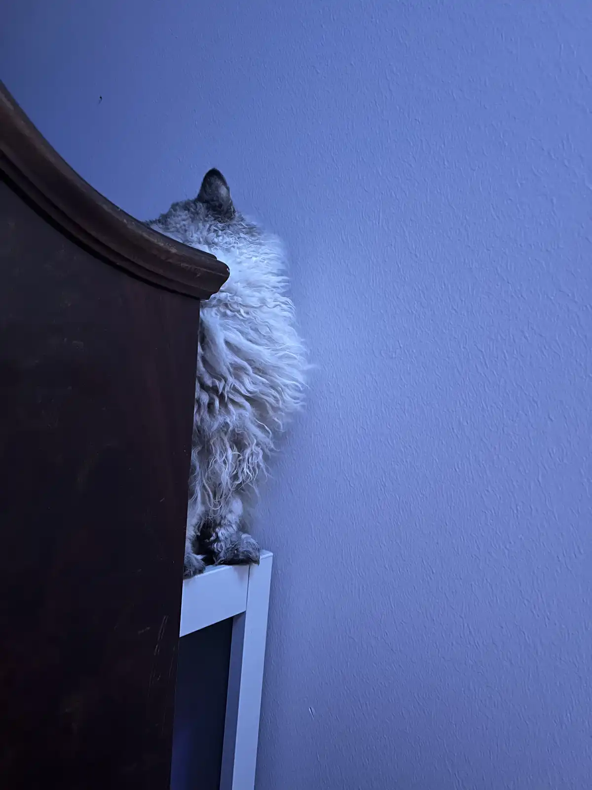 A fluffy, long-haired cat with grey and white fur is perched on the top edge of a white cabinet, partially hidden behind a…