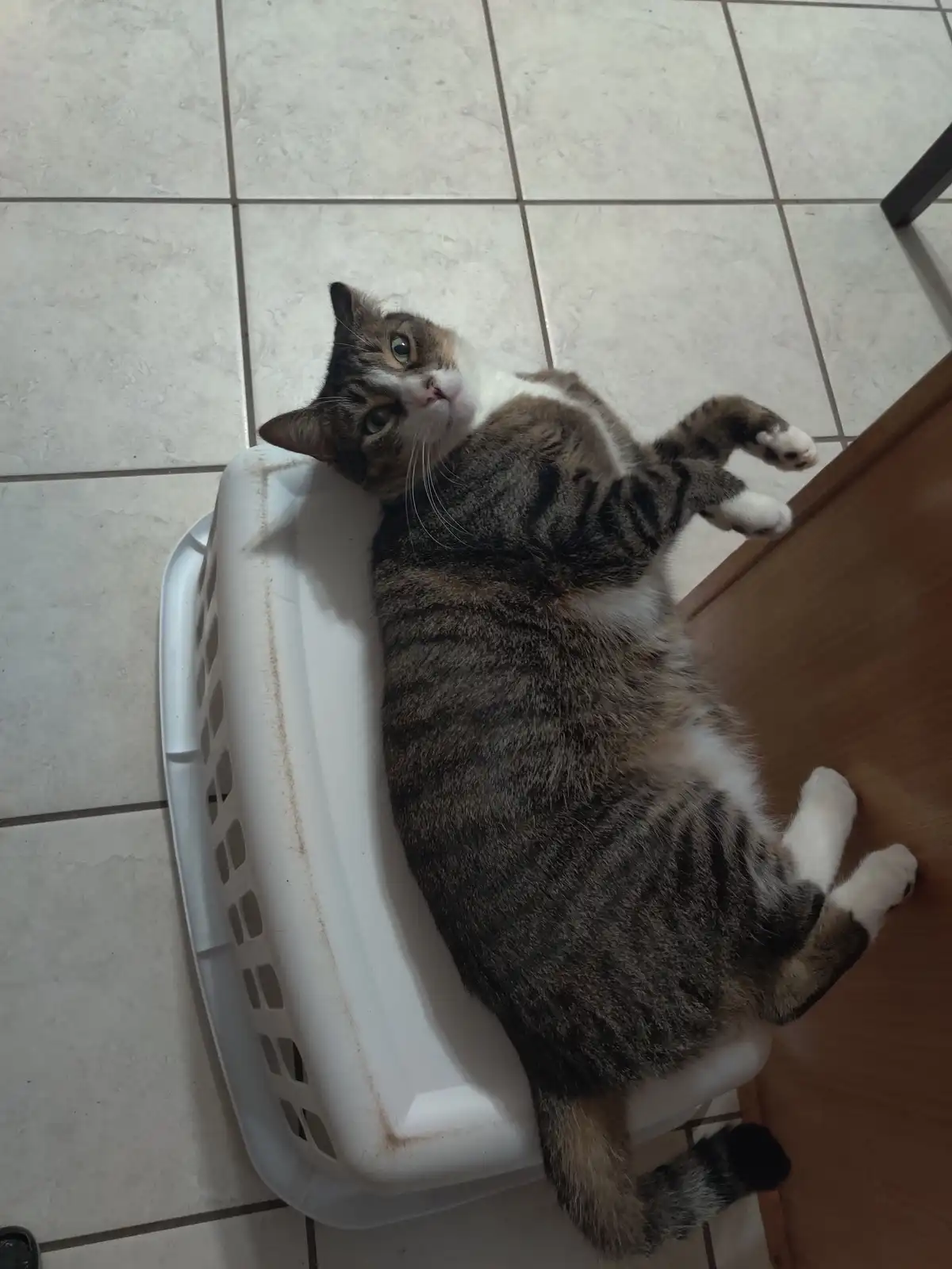 Kitty: The Cat with a Mysterious Name Origin
