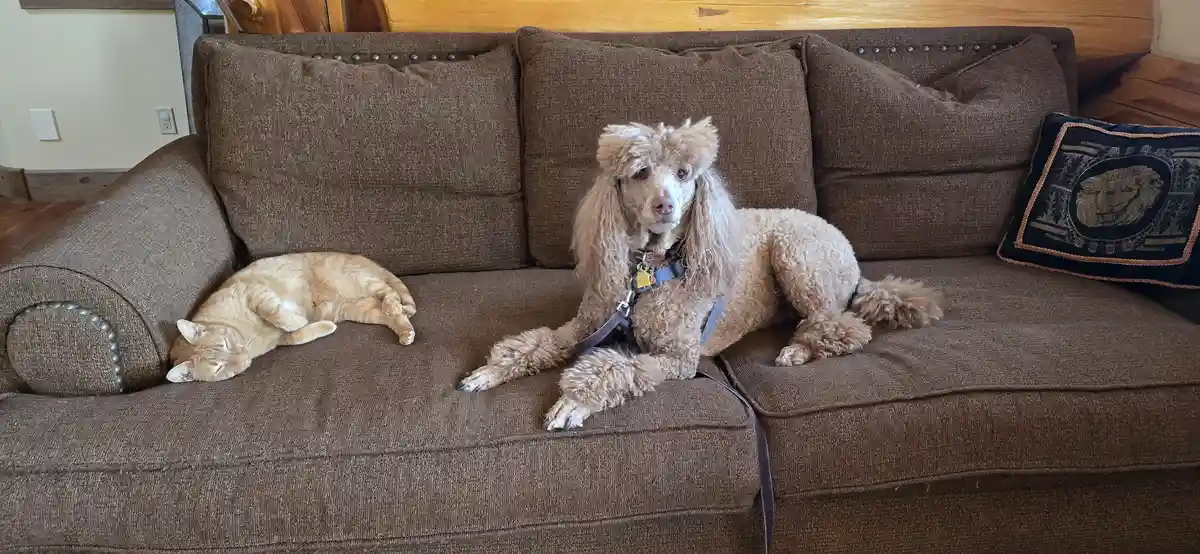 A light brown poodle wearing a harness sits upright on a brown couch, looking directly at the camera with a serious…